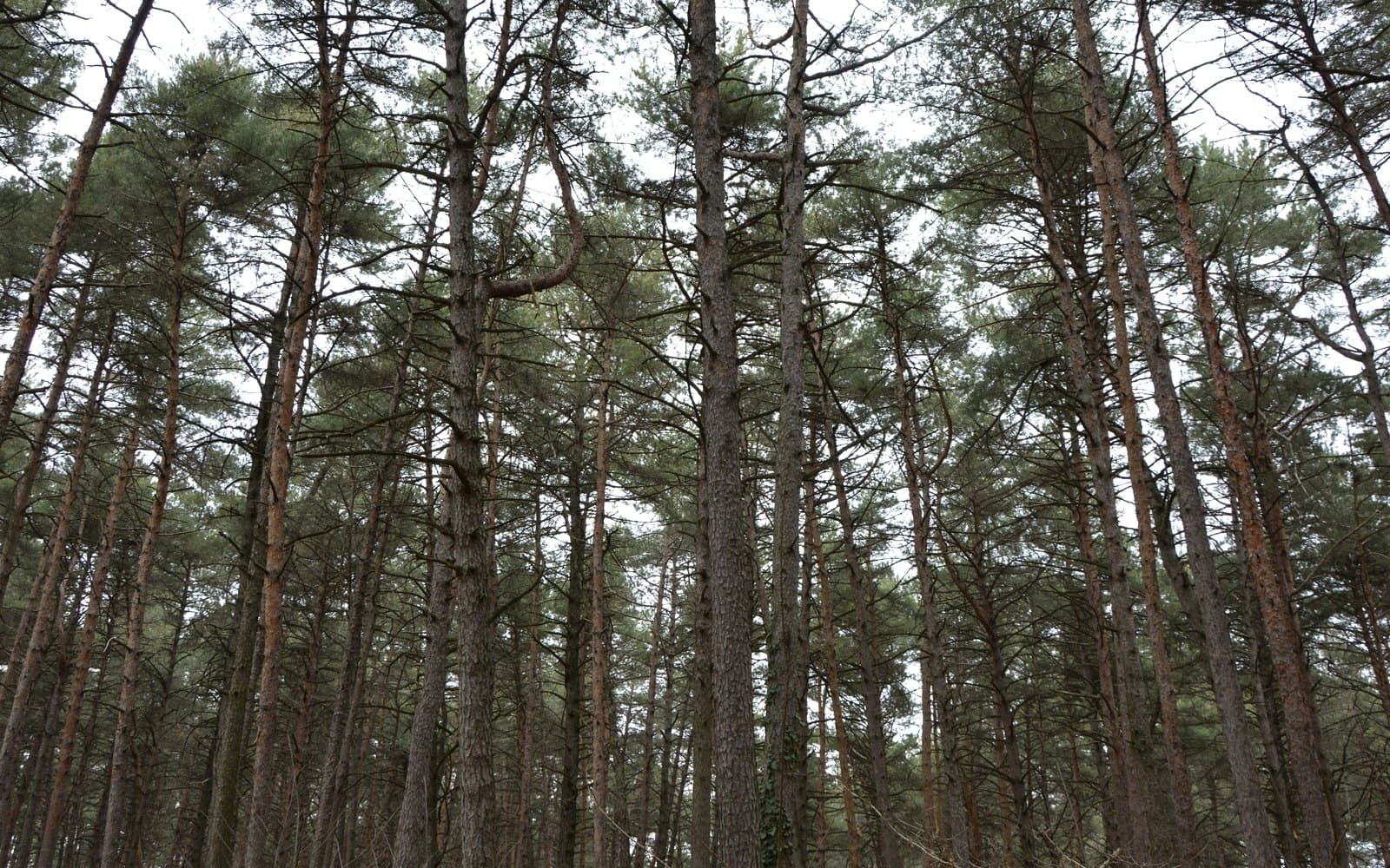 Bosco del Parco della Pineta a Tradate